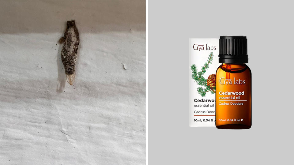 A plaster bagworm attached to the wall; Gya Labs Cedarwood Essential Oil. (Photo: Reta Lee/Yahoo Life Singapore; Amazon SG)