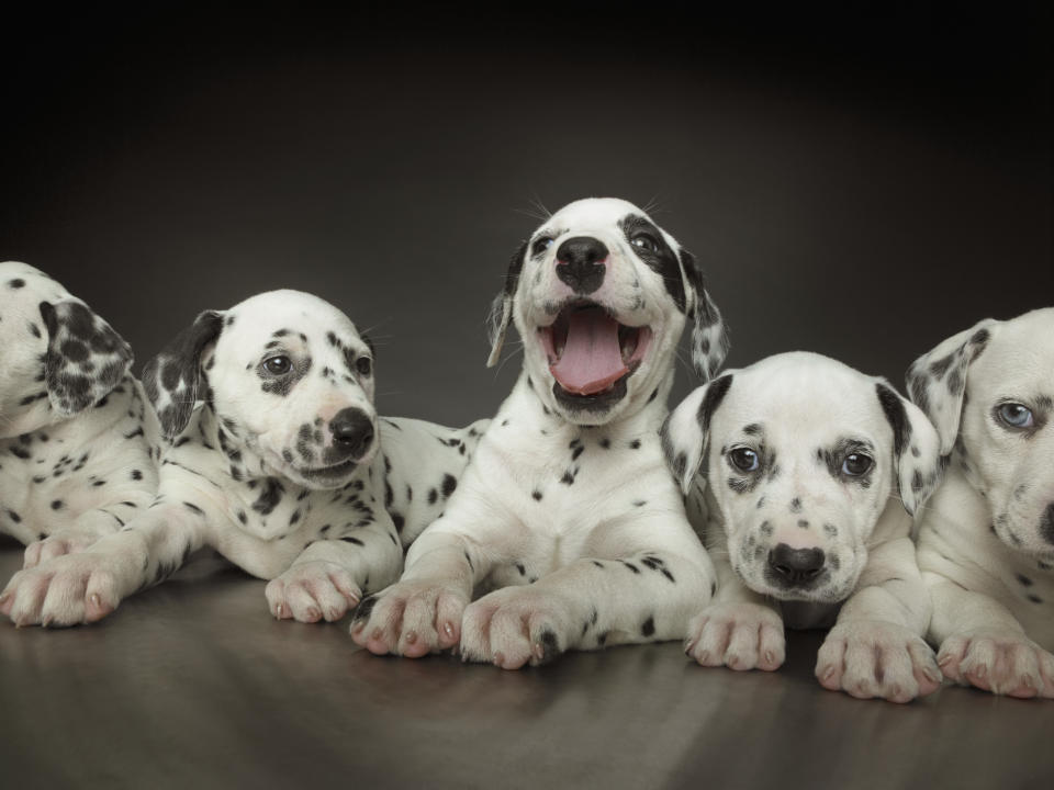 Group of dalmatian puppies in line, one in centre panting