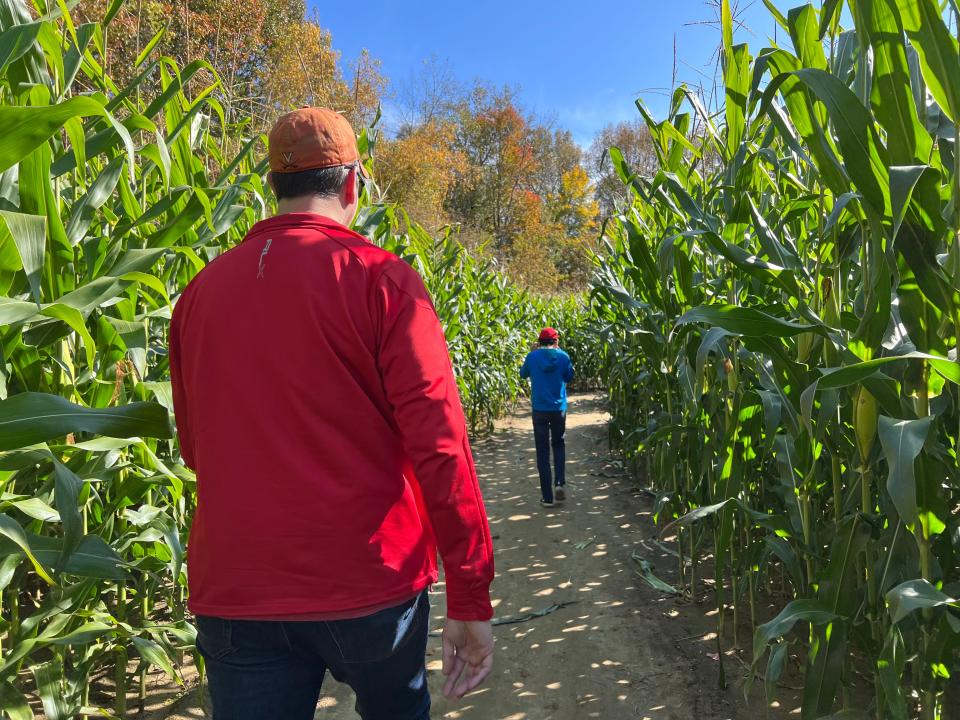 Wandering through rows of corn looking for the exit at Sam Mazza's Farm Market corn maze on Oct. 16, 2022.