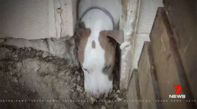 Coco became trapped between two walls in severe heat after being spooked by illegal fireworks. Source: 7 News