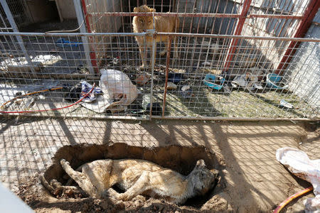 A lion in its cage looks at a dead lioness in a grave at Mosul's zoo, Iraq, February 2, 2017. REUTERS/Muhammad Hamed