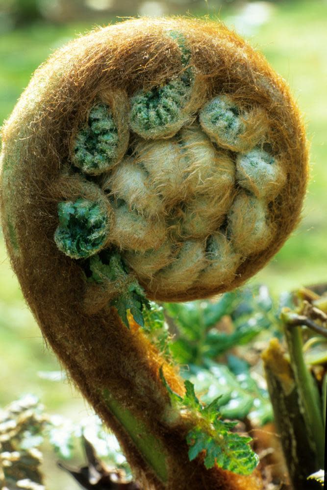 Dicksonia antartica frond.