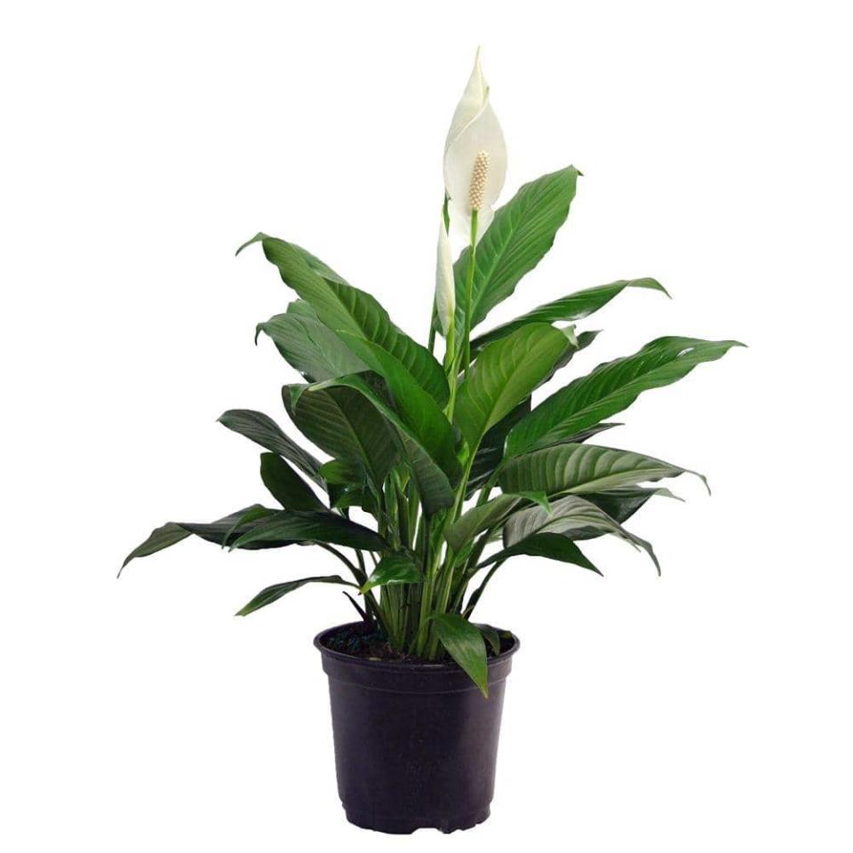 <p><a href="https://go.redirectingat.com?id=74968X1596630&url=https%3A%2F%2Fwww.homedepot.com%2Fp%2FCosta-Farms-Spathiphyllum-in-6-in-Grower-Pot-6SPATH%2F202204594&sref=https%3A%2F%2Fwww.housebeautiful.com%2Flifestyle%2Fgardening%2Fg43921952%2Fcommon-houseplants-easy-to-grow%2F" rel="nofollow noopener" target="_blank" data-ylk="slk:Shop Now;elm:context_link;itc:0;sec:content-canvas" class="link ">Shop Now</a></p><p>Peace Lily</p><p>$16.98</p><p>homedepot.com</p><span class="copyright">The Home Depot</span>