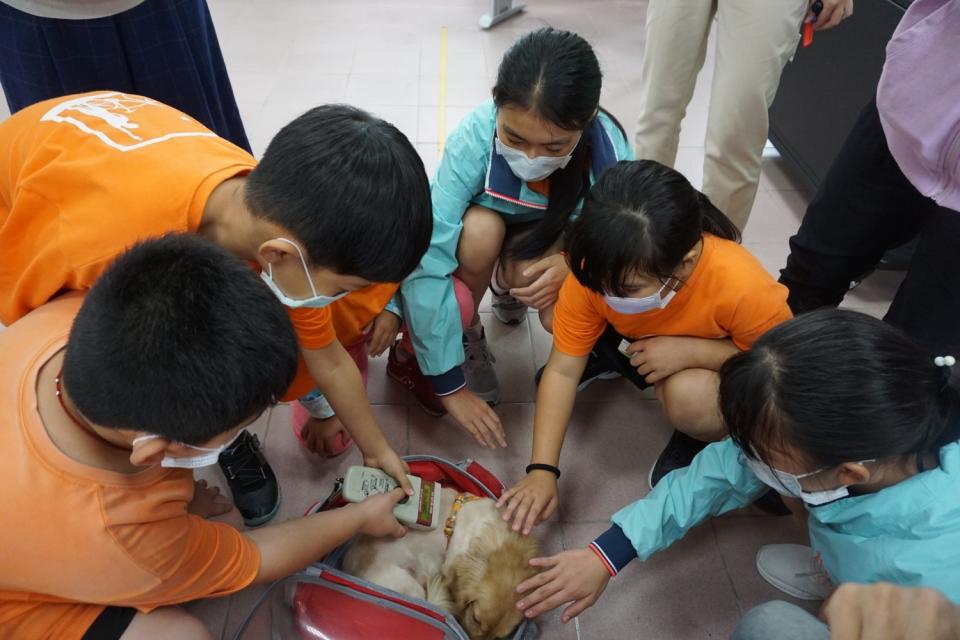 小學生練習在助手長毛臘腸犬身上掃瞄晶片號碼。   圖：新北市動保處提供