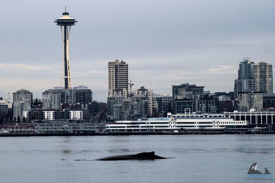 In this photo provided by the Soundwatch Boater Education Program the dorsal fin of a young humpback whale floats with Seattle's Space Needle in the background on Nov. 30, 2023. (Jeff Hogan/Soundwatch Boater Education Program via AP)