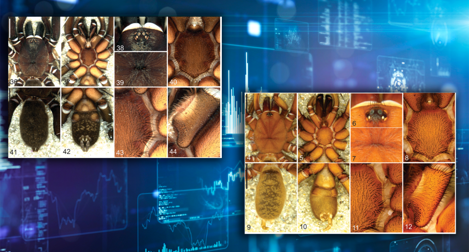 Proshermacha robertblosfeldsi (left) and Proshermacha telaporta (right). A technical computer screen (background)