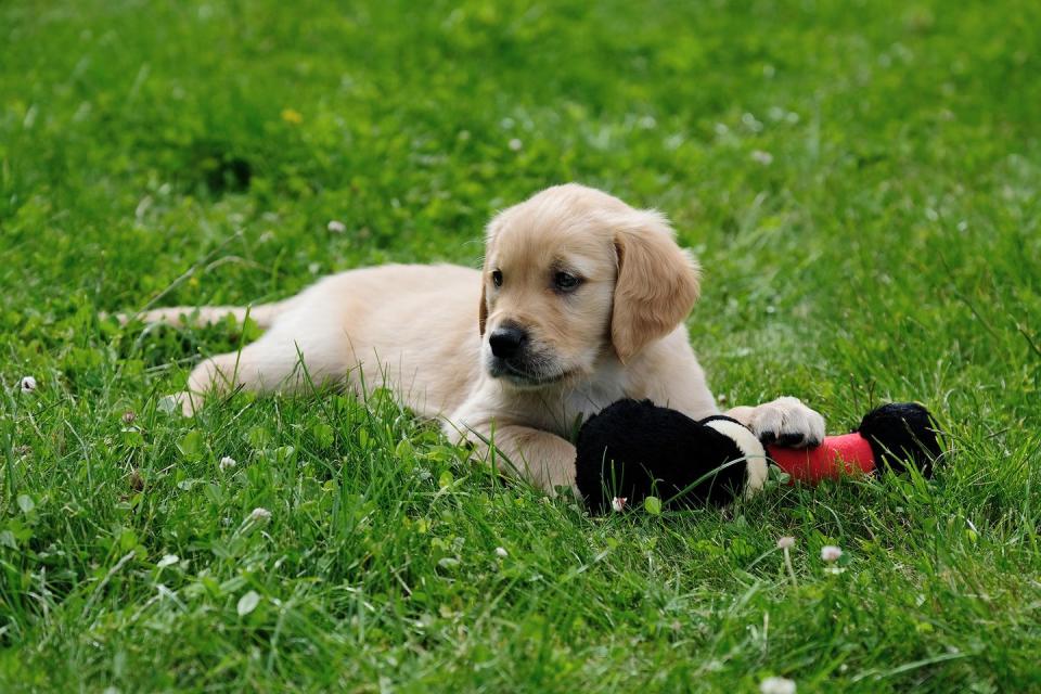 Photo credit: MARTIN TREACY/Guide Dogs