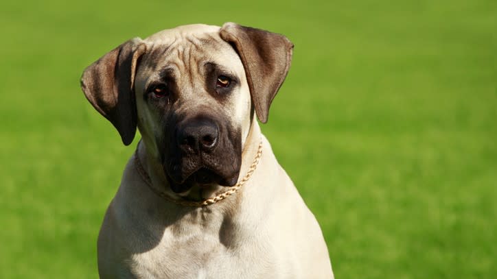 5. English Mastiff