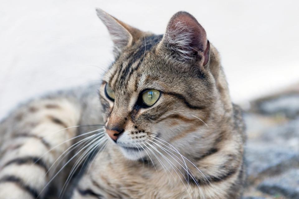 grey tabby cat gazing to the left