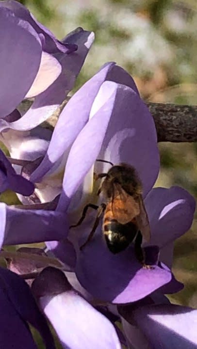 Bee on Chinese wisteria
