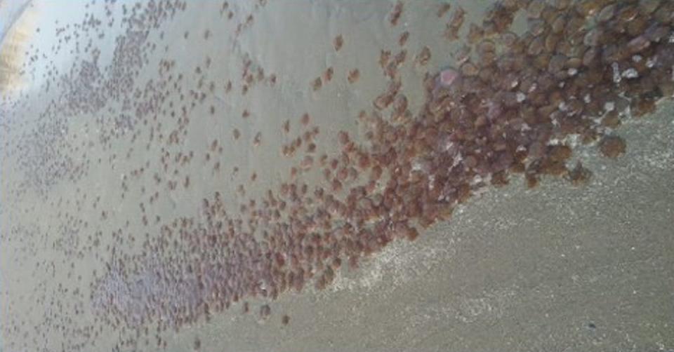 Enjambre de medusa clavel (<em>Pelagia noctiluca</em>) en una playa de Pedregalejo (Málaga) en el año 2018. Infomedusa App