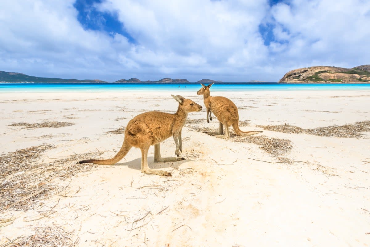 Sunbathe with kangaroos at Lucky Bay in Western Australia (Getty Images/iStockphoto)