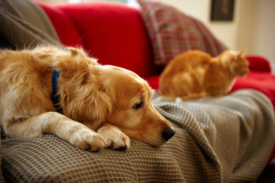 Golden retriever and orange tabby cat resting on a couch