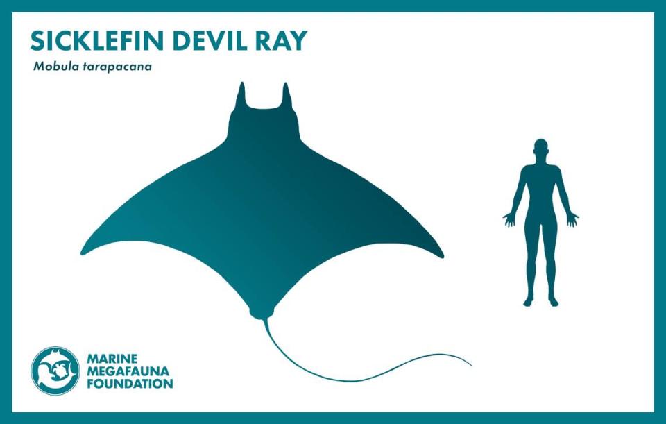 Infographic depicting the size of the sicklefan devil ray