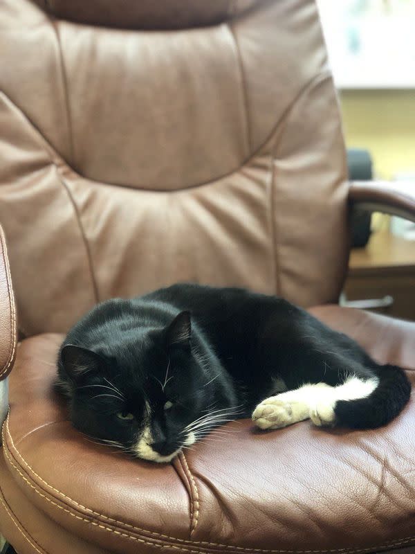 A cat rescued by a worker of a waste sorting plant lies in a swivel chair in Ulyanovsk