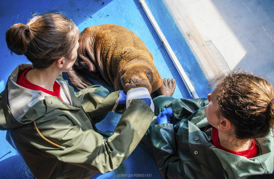 In this photo provided by the Alaska SeaLife Center, Wildlife Response Animal Care Specialists Halley Werner, left, and Savannah Costner feed formula to a male Pacific walrus calf who arrived as a patient in Seward, Alaska, on Tuesday, August 1, 2023. A walrus calf found by oil field workers in Alaska about 4 miles (6.4 kilometers) inland is under 24-hour care as the Alaska SeaLife Center nurses it back to health. The male Pacific walrus was transported across the state Tuesday from the North Slope to Seward in south-central Alaska, where the Alaska SeaLife Center is based. (Kaiti Grant/Alaska SeaLife Center via AP)