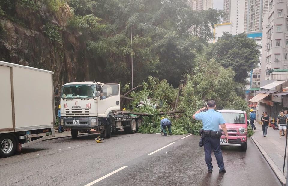 筲箕灣新城街塌樹壓中兩貨車，交通一度受阻無人受傷。(筲箕灣西灣河關注組@FB)