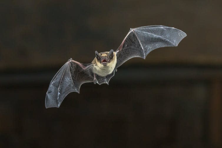 A hairy bat flying on the wooden ceiling of the house in the dark