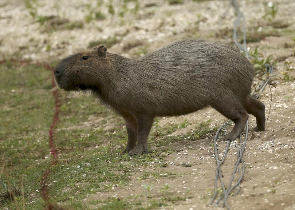 2016 Rio Olympics - Golf - Preliminary - Training session - Olympic Golf Course - Rio de Janeiro, Brazil  08/08/2016. A capybara stands near the third hole on the Olympic Golf Course during a training session.  REUTERS/Andrew Boyers SPORT GOLF TPX IMAGES OF THE DAY  FOR EDITORIAL USE ONLY. NOT FOR SALE FOR MARKETING OR ADVERTISING CAMPAIGNS.