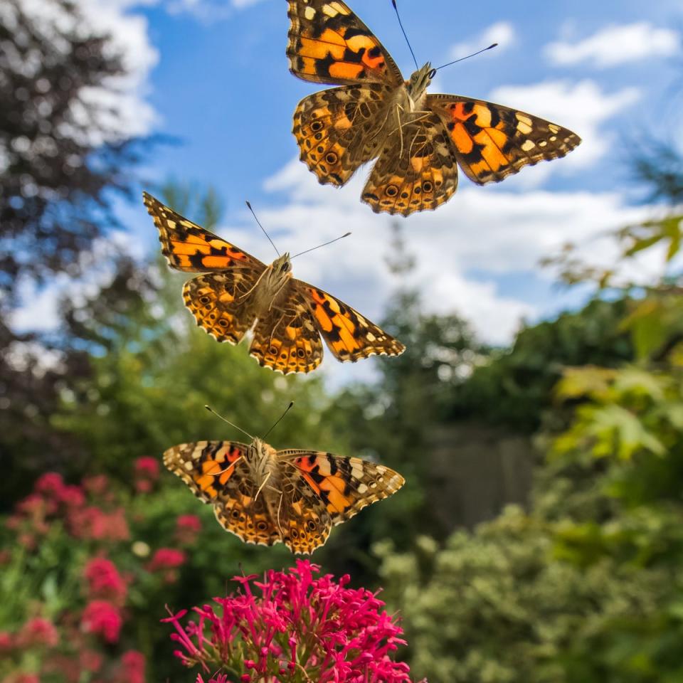 The painted lady cannot survive the British winter: it either perishes or migrates to Africa (Andrew Fusek Peters/SWNS)