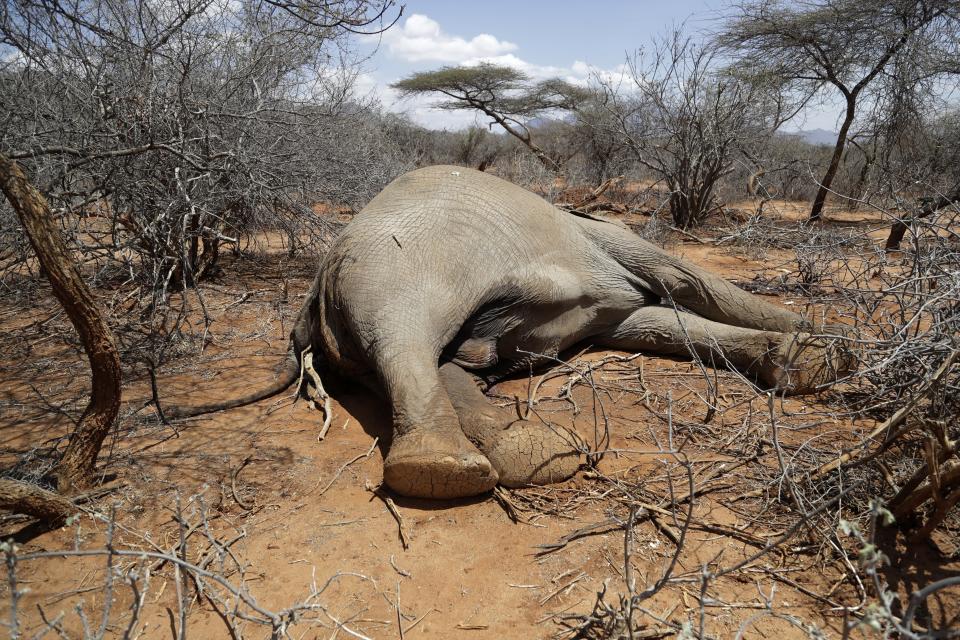 FILE - An elephant, that was killed by Kenya Wildlife Service rangers after it killed a woman as it was looking for water and food amid the drought, lies in Loolkuniyani, Samburu County in Kenya on Oct. 16, 2022. In Kenya’s sweltering northern Samburu county, a destructive drought exacerbated by climate change and degraded barren lands are wreaking havoc on people and wildlife. (AP Photo/Brian Inganga, File)