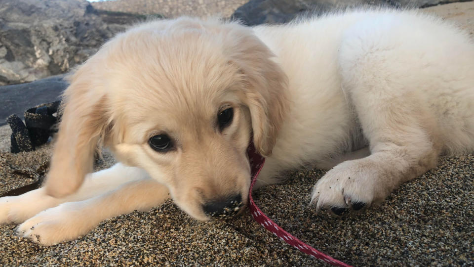  Image of a puppy Golden Retriever 