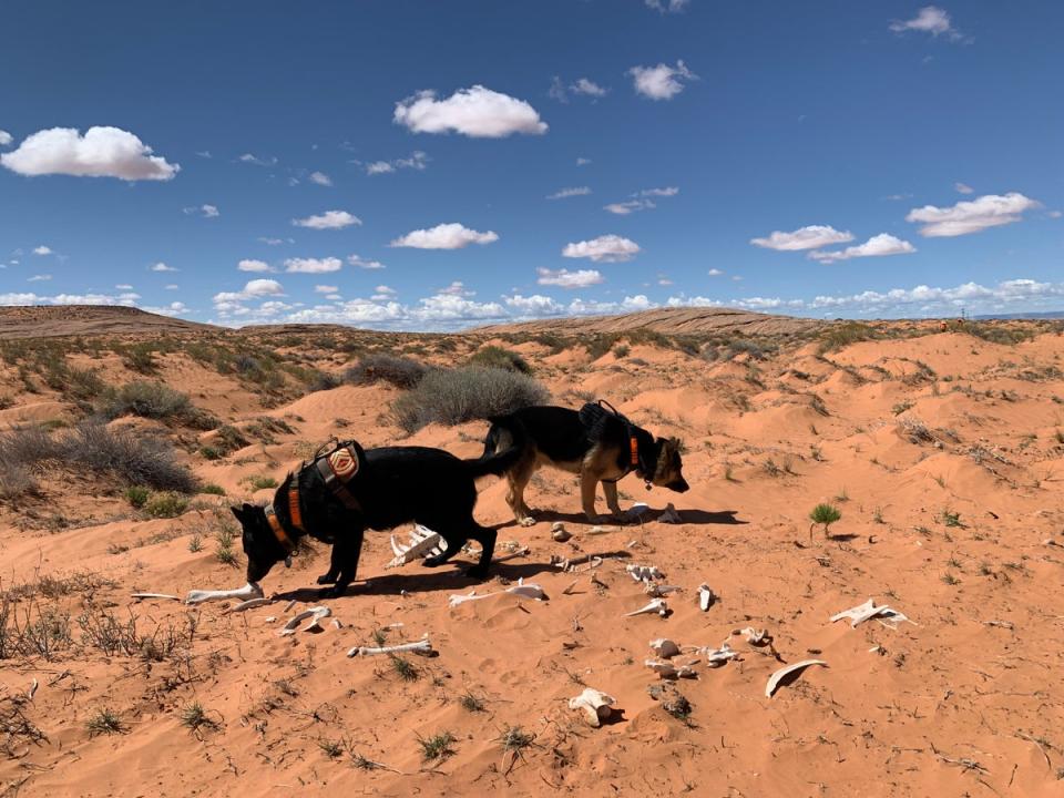 Trigger and Gunny of the Four Corners K9 Search and Rescue investigate cattle bones during a search for a missing person on the Navajo Nation on April 23rd, 2022. (Justin Higginbottom)