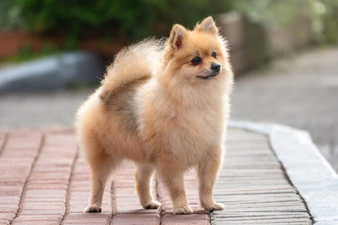 Little german spitz dog standing on the pavement outside