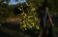 Olives hang on a tree during the harvest period in Spata suburb, east of Athens, Greece, Monday, Oct. 30, 2023. Across the Mediterranean, warm winters, massive floods, and forest fires are hurting a tradition that has thrived for centuries. Olive oil production has been hammered by the effects of climate change, causing a surge in prices for southern Europe's healthy staple. (AP Photo/Thanassis Stavrakis)