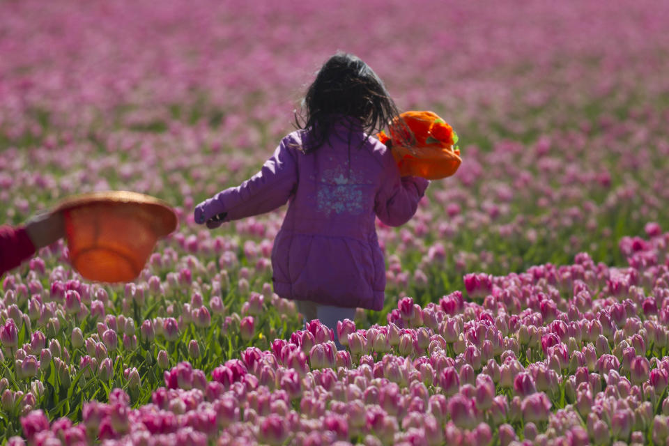 A child runs through fields of blossoming tulips near Noordwijk, western Netherlands, Sunday April 22, 2012. Holland is the world's main producer of commercially sold tulip plants, producing as many as 3 billion bulbs annually, about two thirds are for export. (AP Photo/Peter Dejong)