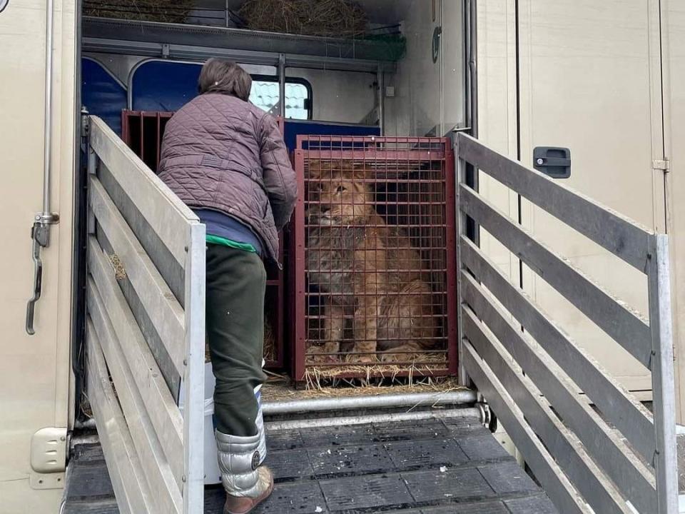 Lion travels from Kyiv to Poznan