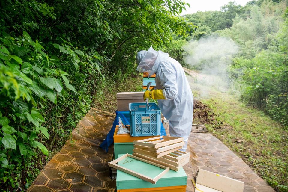 Evan setting up the couple's first bee colony in Japan.  - Copyright: Evan and Dani Benton