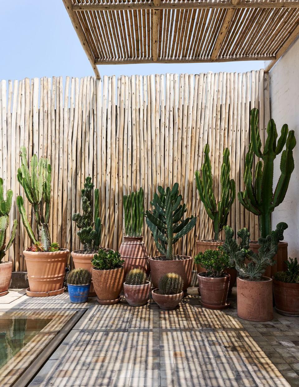 a group of potted plants