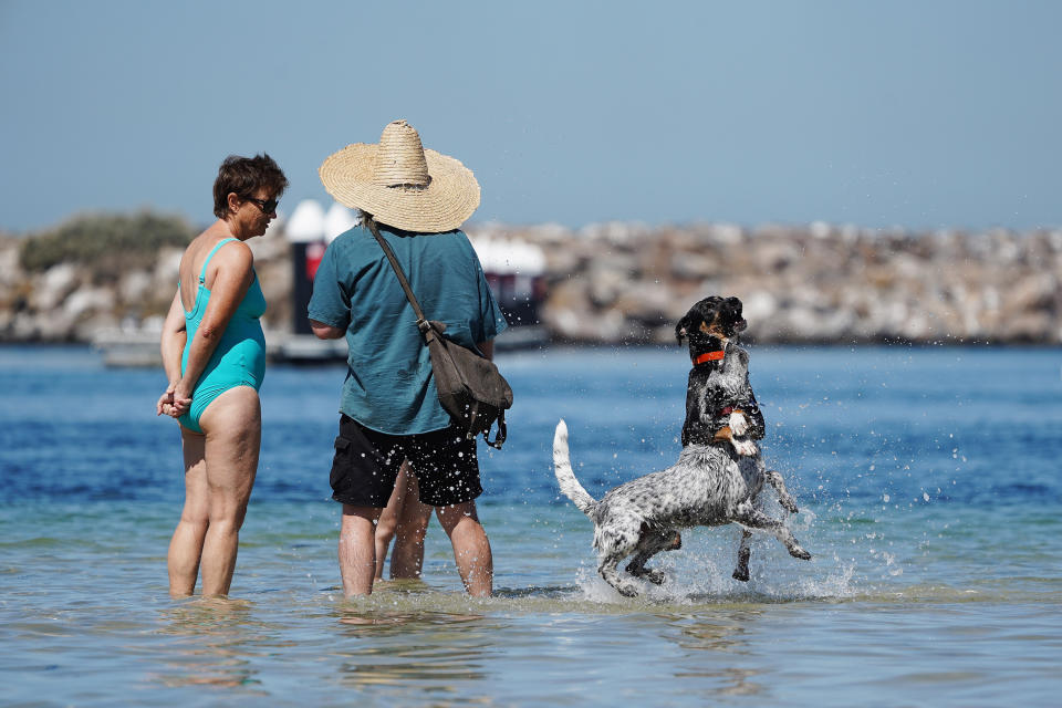 People are seen cooling down with their dogs at St Kilda during hot weather in Melbourne.