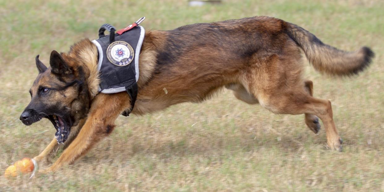 Turkish police dog