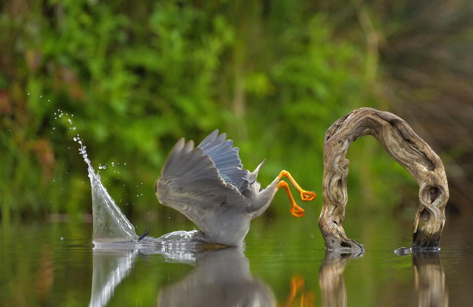 Vittorio Ricci snapped an unusual and almost miserable end for this heron as he it went for a spot of fishing in South Africa. ( Vittorio Ricci/Comedy Wildlife 2023)