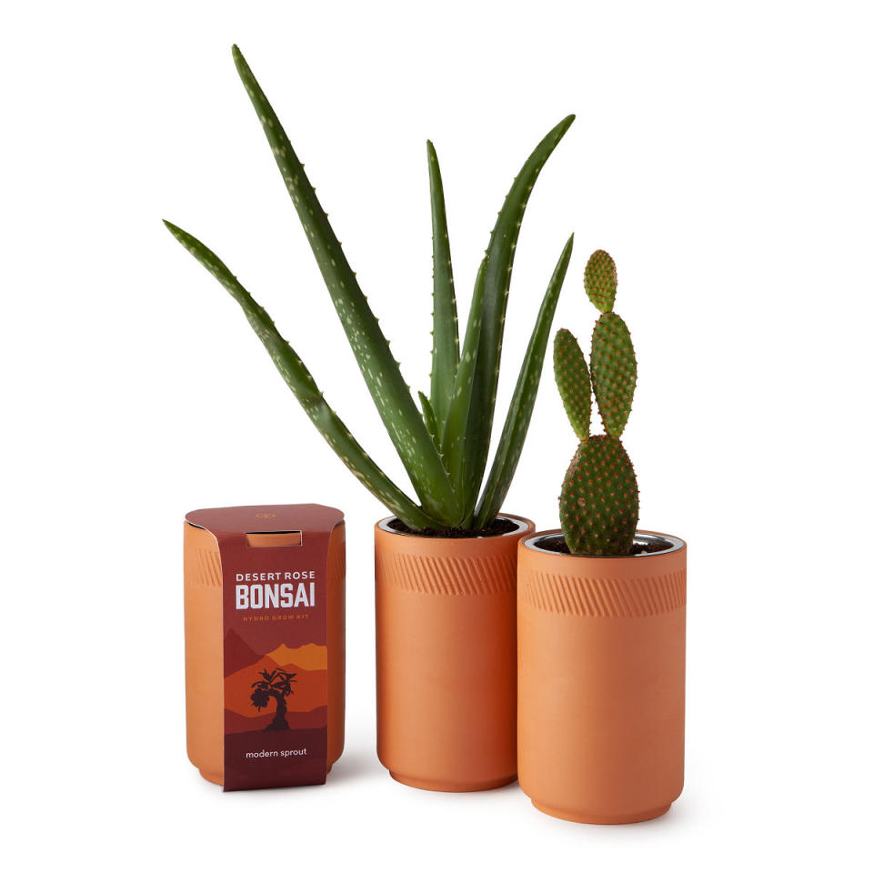 <p><a href="https://go.redirectingat.com?id=74968X1596630&url=https%3A%2F%2Fwww.uncommongoods.com%2Fproduct%2Findoor-desert-grow-kit&sref=https%3A%2F%2Fwww.cosmopolitan.com%2Flifestyle%2Fg4447%2Fincredible-secret-santa-gifts%2F" rel="nofollow noopener" target="_blank" data-ylk="slk:Shop Now;elm:context_link;itc:0;sec:content-canvas" class="link ">Shop Now</a></p><p>Indoor Desert Grow Kit</p><p>uncommongoods.com</p><p>$24.00</p><span class="copyright">Uncommon Goods</span>