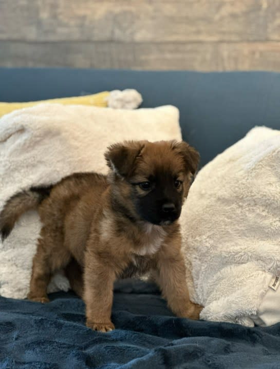 A puppy named Condor poses for a photo on Feb. 1, 2024 ahead of the GTU Pup Bowl. Condor will be available for adoption from Nuzzles and Co. after the GTU Pup Bowl airs. (KTVX/Trevor Myers)