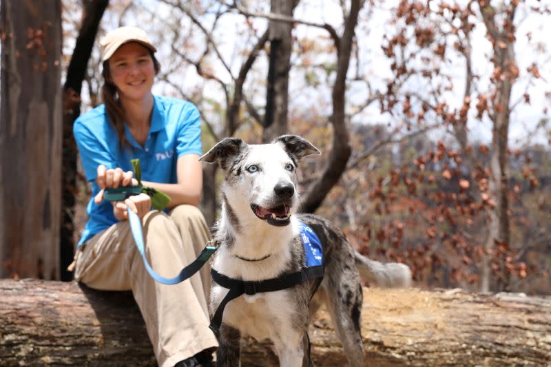 Bear the Dog and his handler Dr Romane Cristescu of Researchers Associate pose for a photo in Kandanga