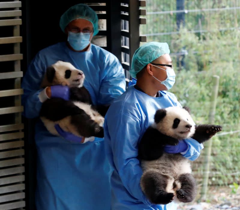 Panda twin cubs Paule (Meng Yuan) and Pit (Meng Xiang) are carried by their zookeepers during their first appearance in their enclosure at the Berlin Zoo in Berlin