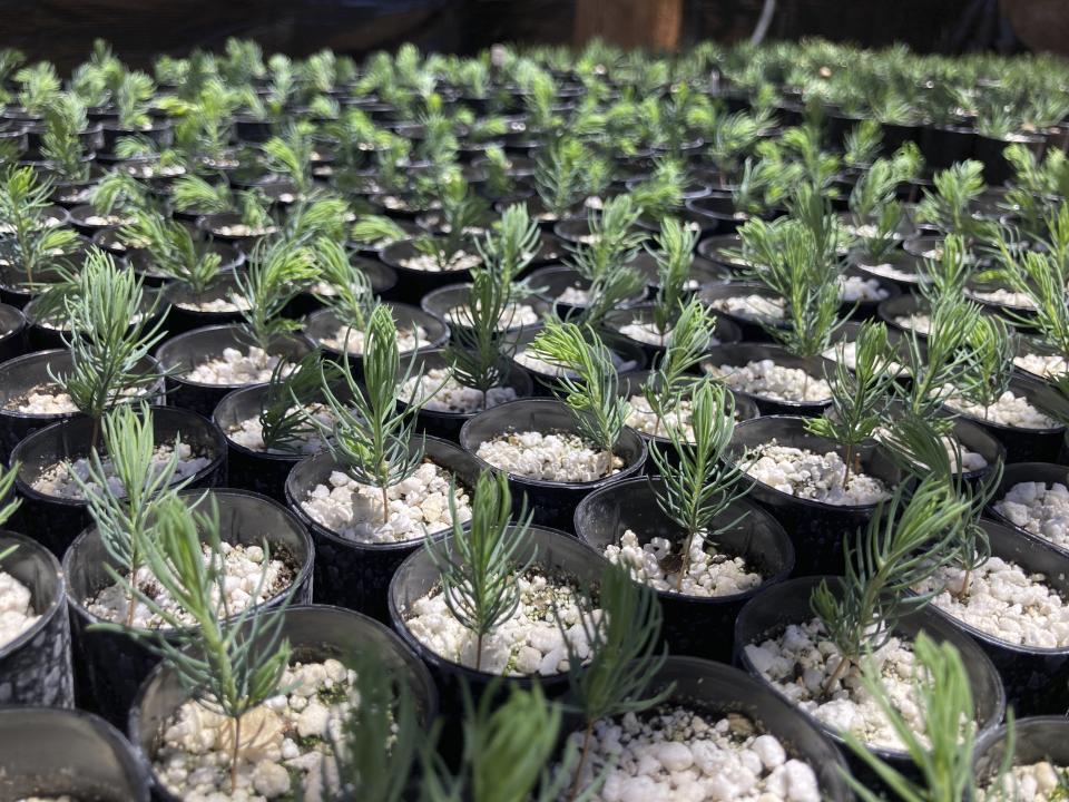 This May 18, 2022 image shows hundreds of rescued ponderosa pine seedlings at a greenhouse in Santa Fe, N.M. A team with New Mexico State University's Forestry Research Center in Mora, New Mexico, evacuated an invaluable collection of seeds and seedlings as the largest fire burning in the U.S. approached the facility. (AP Photo/Susan Montoya Bryan)