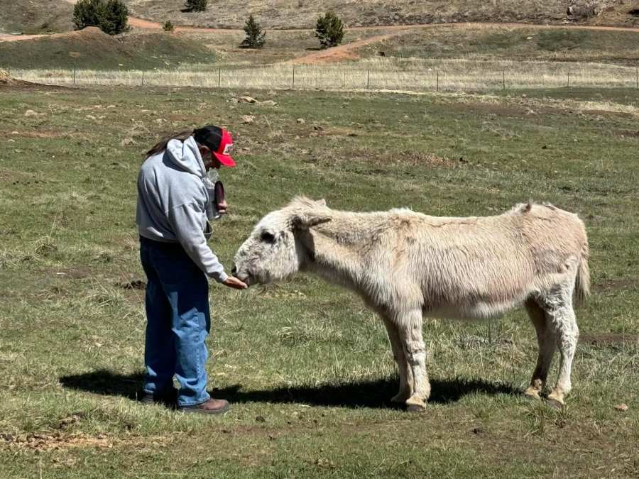 Amos, a Cripple Creek donkey