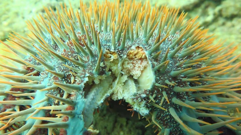 Scientists say the crown-of-thorns starfish could ingest 10 metre square of corals per year and an outbreak could see the collapse of a healthy coral reef in a short time. — Picture courtesy of Dive Rangers