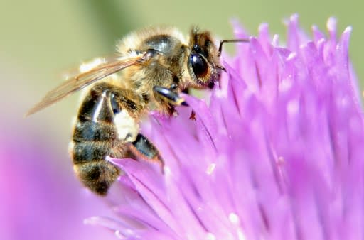 Scientists estimate the number of insect species at about 5.5 million. Only a fifth of them have been identified and named