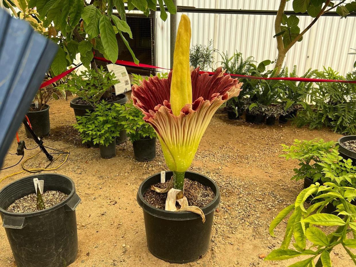 "Little Miss Stinky," a corpse flower or titan arum, blooms at the University of California, Riverside's Botanic Gardens.