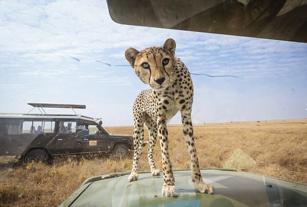 Cheetah pokes head through car sunroof in Tanzania