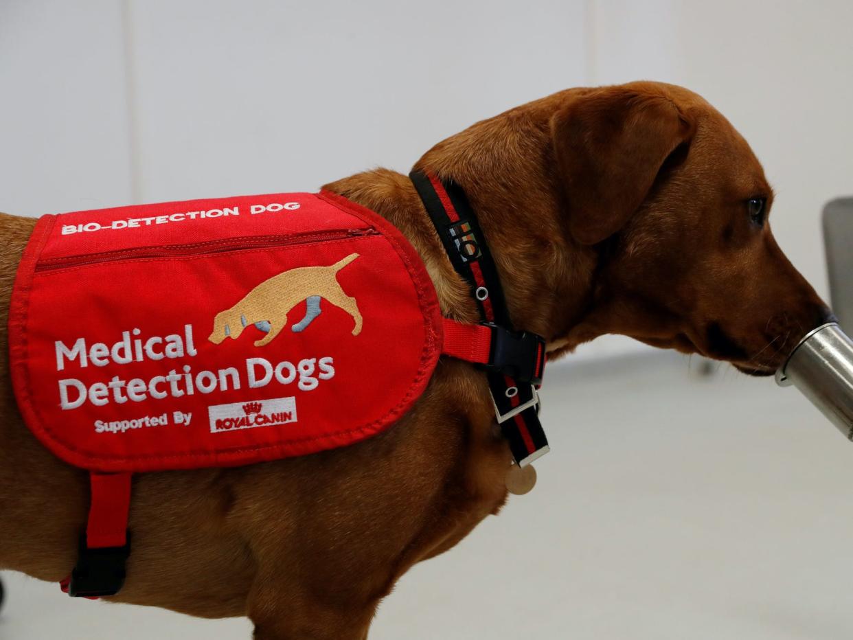 Medical Detection Dogs is looking into whether man's best friend could play a role in preventing the spread coronavirus disease (COVID-19), Milton Keynes, Britain March 31, 2020.