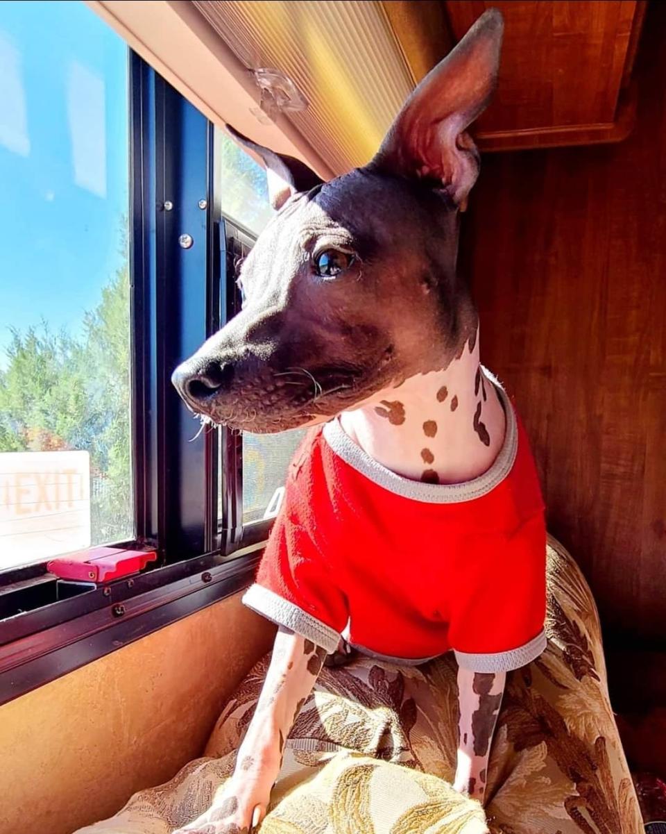 Goose, an American hairless terrier, is always by Melissa Wolf's side out on the road.