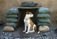 Shadow, an Afghan puppy owned by Canadian soldiers from the NATO-led coalition, sits in his sand-bagged kennel at Three Tank Hill base near Panjwaii town in Kandahar province, southern Afghanistan, October 27, 2007. REUTERS/Finbarr O'Reilly (AFGHANISTAN)