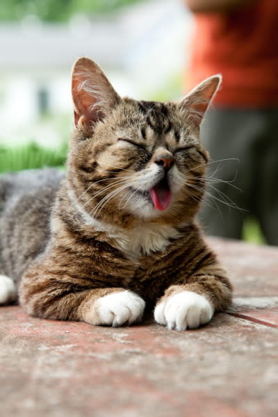 Bub’s tongue is usually hanging out, according to her owner Mike Bridavsky. Courtesy lilbub.com